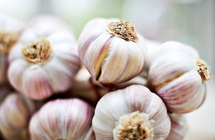 9 loại thuốc kháng sinh tự nhiên xung quanh ta